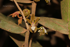 Trichoglottis tenera